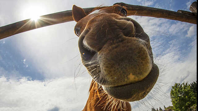 Nyugat.hu