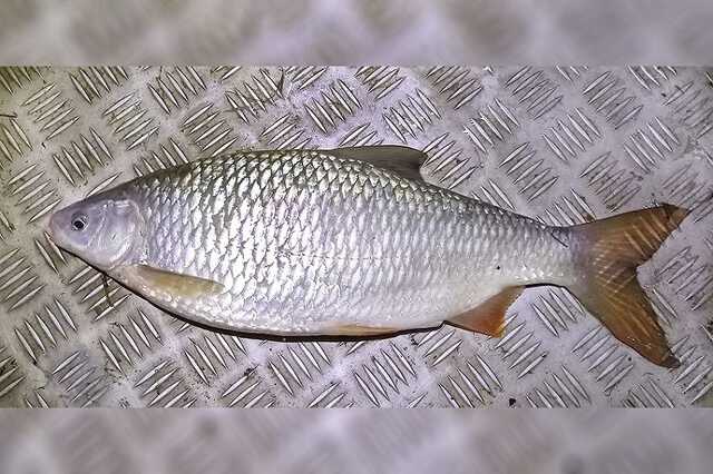 Szol24.hu