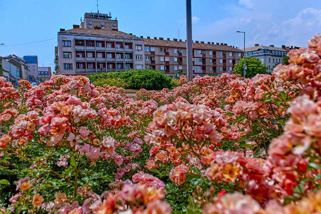 Nyugat.hu