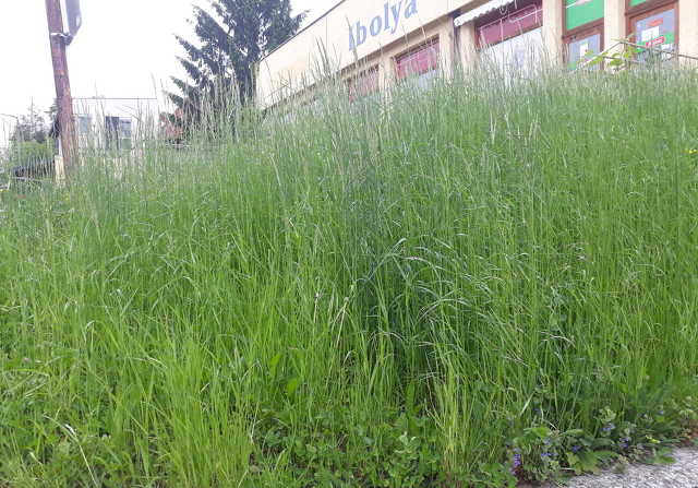 Enyugat.hu