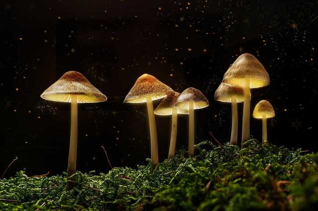 Enyugat.hu