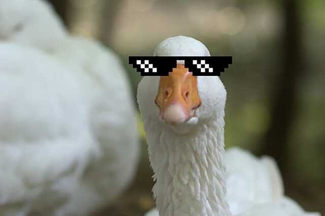 Kecsup.hu