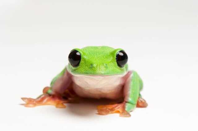 Nyugat.hu