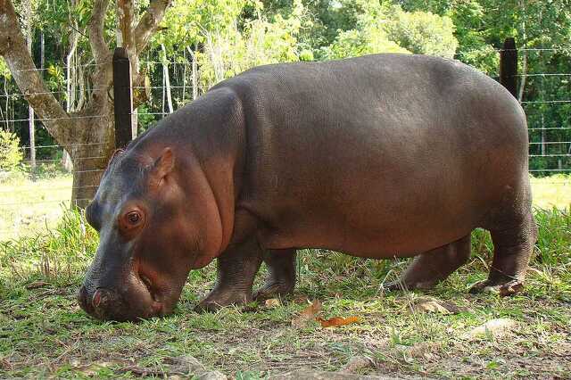 Nyugat.hu