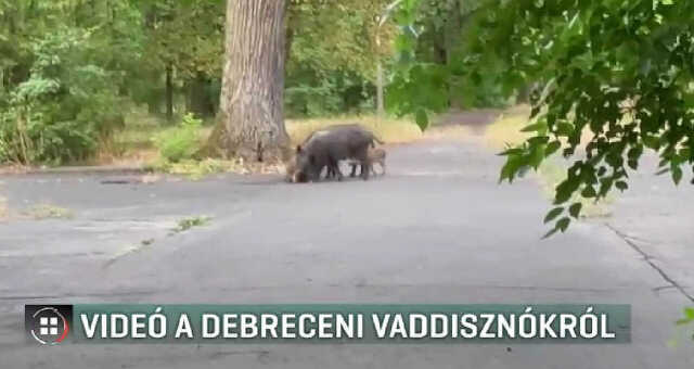 Debreciner.hu