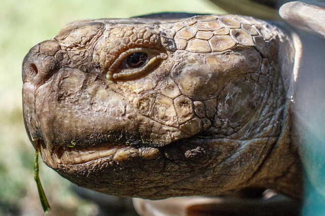 Nyugat.hu